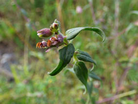 Odontites vernus